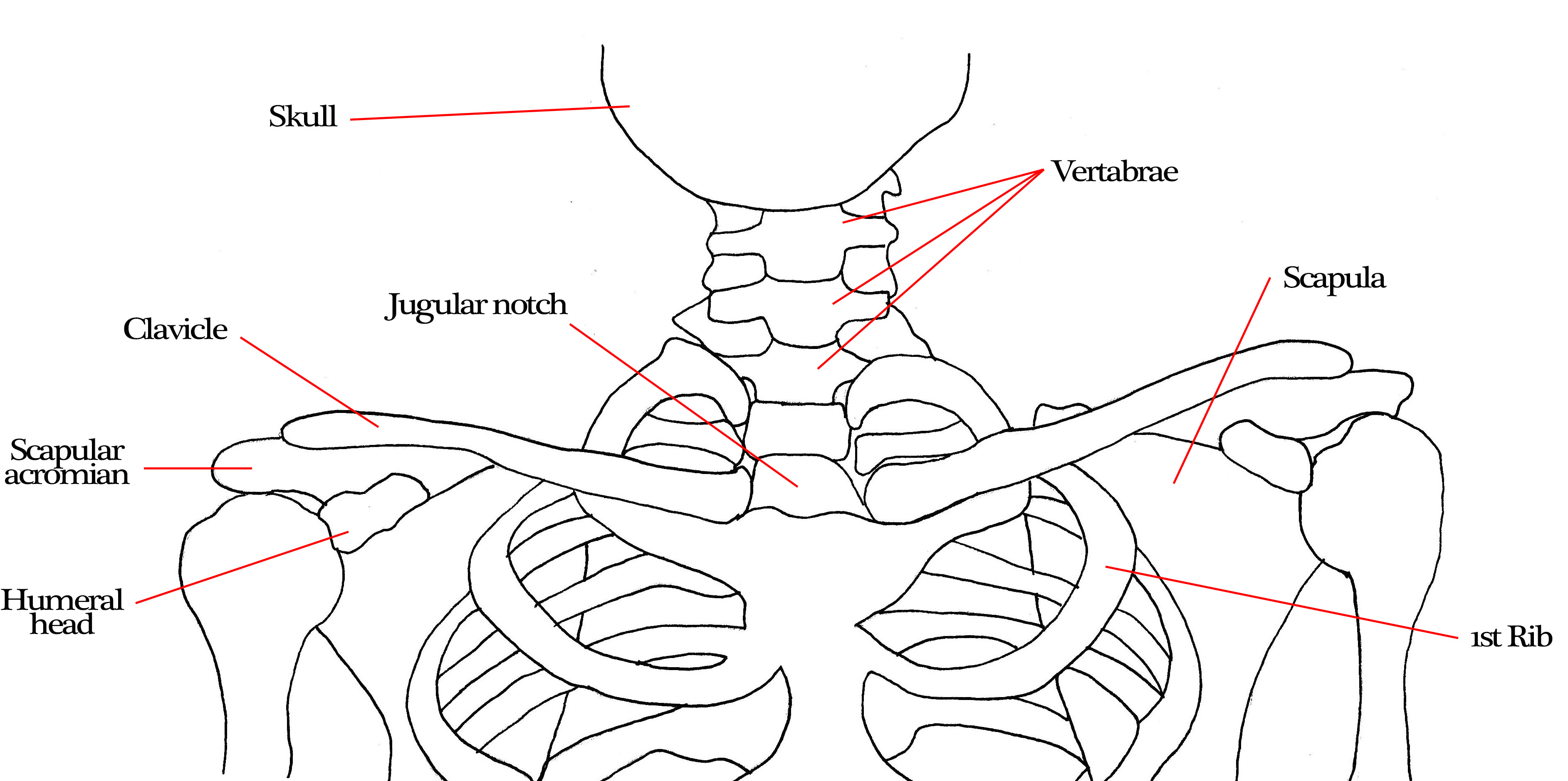 Diagrams Of Every Muscle And Bone In The Neck 19